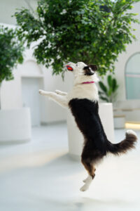 Dog playing in daycare dubai