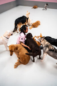 Dog daycare