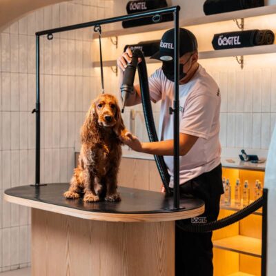 Professional dog grooming at My Dogtel Dubai